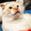 Ласковый голубоглазый шотландский вислоухий кот Лучик - фото 2