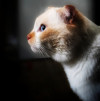 Ласковый голубоглазый шотландский вислоухий кот Лучик - фото 4
