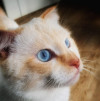 Ласковый голубоглазый шотландский вислоухий кот Лучик - фото 6