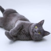 Ласковый русский голубой котик Гога - фото 5