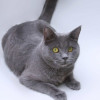 Ласковый русский голубой котик Гога - фото 7
