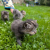 Ласковые пушистые котята в добрые руки - фото 7