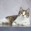 Милая ласковая кошечка Ранетка - фото 5