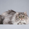 Кошечка Дымка – пушистое чудо - фото 5