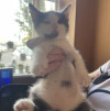 Ищут дом и добрые ручки особенные котята - фото 4