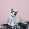 Ищут дом и добрые ручки особенные котята - фото 6