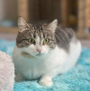 Ищет дом скромная кошка Бусинка - фото 5