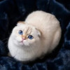 Синеглазый вислоухий кот Эхнатончик в дар - фото 3