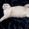 Синеглазый вислоухий кот Эхнатончик в дар - фото 4