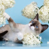 Сиамская кошечка Колоколечка - фото 1