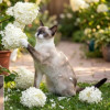 Сиамская кошечка Колоколечка - фото 3