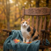 Уютная домашняя трёхцветная кошечка Маня - фото 1