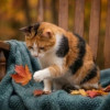 Уютная домашняя трёхцветная кошечка Маня - фото 2