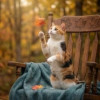 Уютная домашняя трёхцветная кошечка Маня - фото 3