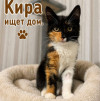 Маленькая трёхцветная принцесса — котёнок Кира - фото 1