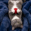 Русский голубой котёнок Фёдор в добрые руки - фото 2