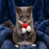 Русский голубой котёнок Фёдор в добрые руки - фото 3