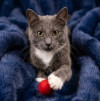 Русский голубой котёнок Фёдор в добрые руки - фото 5