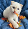 Голубоглазый вислоухий котёнок в добрые руки - фото 1