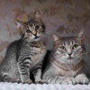 Спокойная и ласковая кошечка Мистии в дар - фото 1
