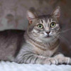 Спокойная и ласковая кошечка Мистии в дар - фото 2