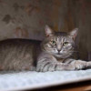 Спокойная и ласковая кошечка Мистии в дар - фото 5