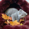 Голубой вислоухий котёнок Офелия в добрые руки - фото 2