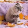 Вислоухая голубоглазая кошка Фэйри в дар - фото 2