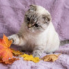 Вислоухая голубоглазая кошка Фэйри в дар - фото 3