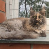 Кошка мейн кун,6 лет - фото 1