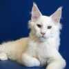 Белые котята мейн-куна из питомника в Москве 20 000 руб.
