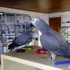 Попугаи и попугаи для продажи в Виллози договорная