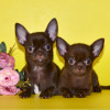 Щенки чихуахуа - фото 1