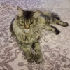 Спокойная и добрая кошка Анфиса в добрые руки - фото 3
