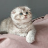 Породистые шотландские котята - фото 1