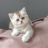 Породистые шотландские котята - фото 2