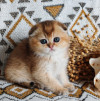 Породистые шотландские котята - фото 1