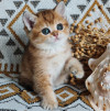 Породистые шотландские котята - фото 1