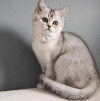 Породистые шотландские котята - фото 2