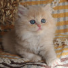 Породистые шотландские котята - фото 2
