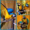 Сине желтый ара (Ara ararauna) ручные птенцы из питомника - фото 1