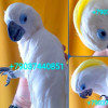 Синеочковый какаду (Cacatua ophthalmica)птенцы из питомника - фото 2