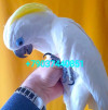 Синеочковый какаду (Cacatua ophthalmica)птенцы из питомника - фото 3