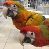 Гибрид ара Камелот - птенцы - фото 3