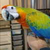Гибрид ара Камелот - птенцы - фото 5