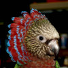 Веерный попугай - ручные птенцы из питомника в Москве договорная