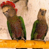 Веерный попугай - ручные птенцы из питомника - фото 3