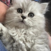 Персидские классические котики - фото 2