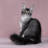 Котята породы мейн-кун - фото 2
