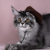 Котята породы мейн-кун - фото 1